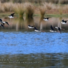 Himantopus leucocephalus at undefined - 15 Apr 2018