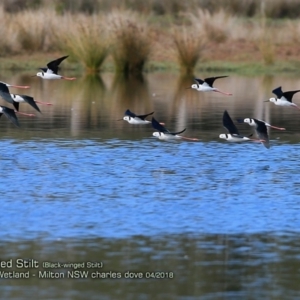 Himantopus leucocephalus at undefined - 15 Apr 2018