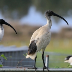Threskiornis molucca (Australian White Ibis) at Undefined - 14 Apr 2018 by Charles Dove