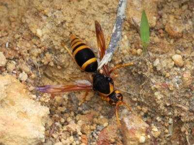 Abispa splendida (Large Potter Wasp) at Currarong, NSW - 2 Jan 2016 by HarveyPerkins