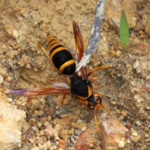 Abispa sp. (genus) at Currarong, NSW - 2 Jan 2016