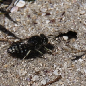 Bembix sp. (genus) at Currarong - Abrahams Bosom Beach - 19 Oct 2014 02:11 PM