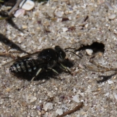 Bembix sp. (genus) (Unidentified Bembix sand wasp) at Currarong - Abrahams Bosom Beach - 19 Oct 2014 by HarveyPerkins