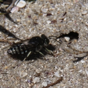 Bembix sp. (genus) at Currarong - Abrahams Bosom Beach - 19 Oct 2014