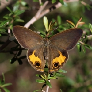 Hypocysta metirius at Beecroft Peninsula, NSW - 18 Oct 2014