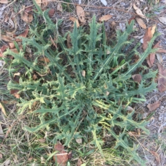 Cirsium vulgare (Spear Thistle) at Red Hill to Yarralumla Creek - 7 May 2018 by ruthkerruish