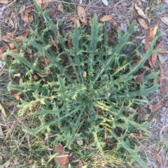Cirsium vulgare (Spear Thistle) at Garran, ACT - 7 May 2018 by ruthkerruish