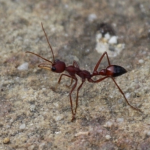 Myrmecia gulosa at Currarong, NSW - 25 Dec 2011 05:20 PM