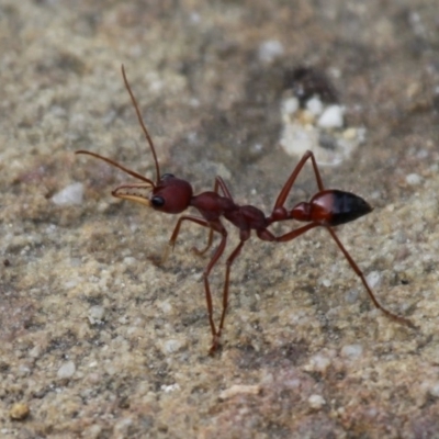 Myrmecia gulosa (Red bull ant) at Currarong, NSW - 25 Dec 2011 by HarveyPerkins