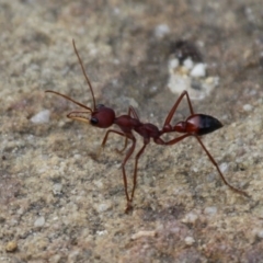 Myrmecia sp. (genus) (Bull ant or Jack Jumper) at Undefined - 25 Dec 2011 by HarveyPerkins
