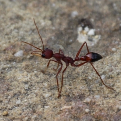 Myrmecia sp. (genus) (Bull ant or Jack Jumper) at Undefined - 25 Dec 2011 by HarveyPerkins