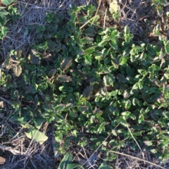 Veronica persica (Creeping Speedwell) at Red Hill to Yarralumla Creek - 7 May 2018 by ruthkerruish