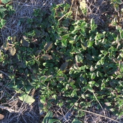 Veronica persica (Creeping Speedwell) at Hughes, ACT - 7 May 2018 by ruthkerruish