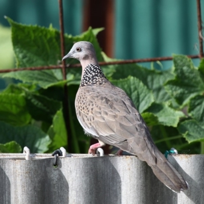 Spilopelia chinensis (Spotted Dove) at Currarong, NSW - 25 Dec 2011 by HarveyPerkins