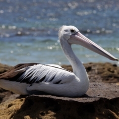 Pelecanus conspicillatus (Australian Pelican) at Jervis Bay Marine Park - 25 Dec 2011 by HarveyPerkins