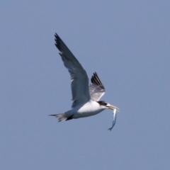 Thalasseus bergii (Crested Tern) at Jervis Bay Marine Park - 25 Dec 2011 by HarveyPerkins