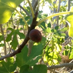 Ficus carica (Fig) at Molonglo River Reserve - 5 May 2018 by MattM