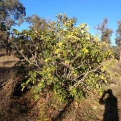 Ficus carica at Molonglo River Reserve - 5 May 2018 04:04 PM