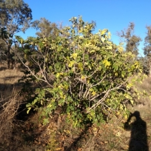 Ficus carica at Molonglo River Reserve - 5 May 2018 04:04 PM