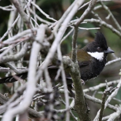 Psophodes olivaceus (Eastern Whipbird) at Currarong, NSW - 16 Oct 2010 by HarveyPerkins