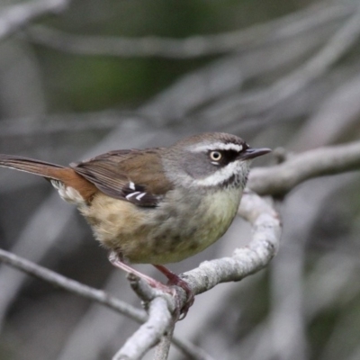 Sericornis frontalis (White-browed Scrubwren) at Currarong, NSW - 16 Oct 2010 by HarveyPerkins