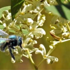 Xylocopa (Lestis) aerata (Golden-Green Carpenter Bee) at ANBG - 7 May 2018 by RodDeb
