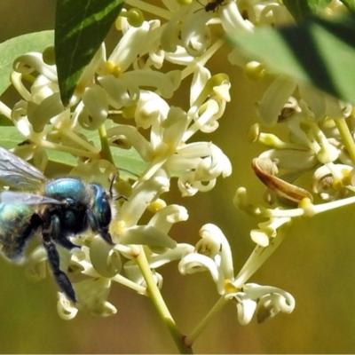 Xylocopa (Lestis) aerata (Golden-Green Carpenter Bee) at Acton, ACT - 7 May 2018 by RodDeb
