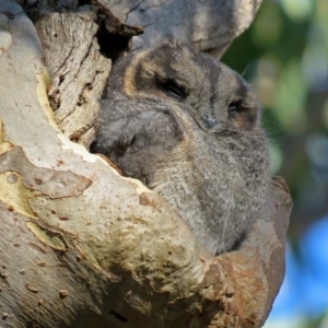 Aegotheles cristatus at Acton, ACT - 7 May 2018 12:54 PM