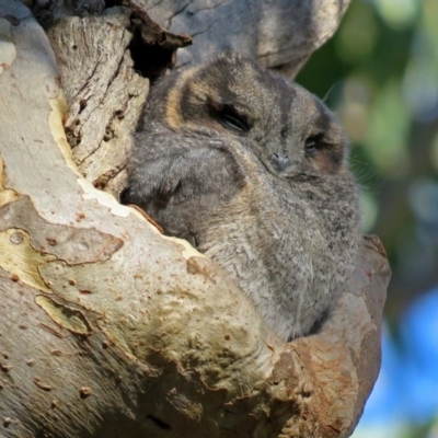 Aegotheles cristatus (Australian Owlet-nightjar) at ANBG - 7 May 2018 by RodDeb