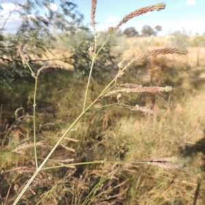 Verbena caracasana at Paddys River, ACT - 9 Apr 2018 05:40 PM