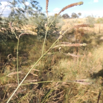 Verbena caracasana (Purple Top) at Paddys River, ACT - 9 Apr 2018 by MichaelBedingfield