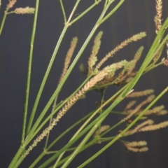 Verbena caracasana at Tennent, ACT - 14 Mar 2018