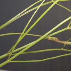 Verbena caracasana at Tennent, ACT - 14 Mar 2018