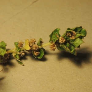 Alternanthera nana at Paddys River, ACT - 15 Apr 2018