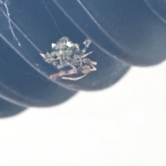 Uloboridae (family) at Melba, ACT - 8 May 2018 10:27 AM