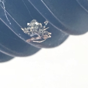 Uloboridae (family) at Melba, ACT - 8 May 2018 10:27 AM