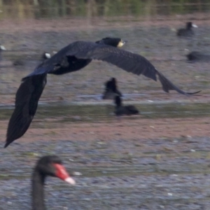 Phalacrocorax carbo at undefined - 25 Apr 2018 12:39 PM