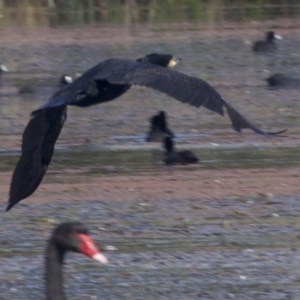 Phalacrocorax carbo at undefined - 25 Apr 2018