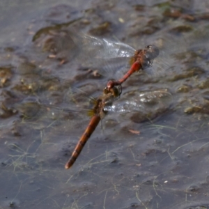 Diplacodes melanopsis at undefined - 23 Apr 2018 01:30 PM