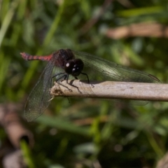 Diplacodes melanopsis at undefined - 23 Apr 2018