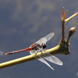Diplacodes melanopsis at undefined - 23 Apr 2018 01:30 PM
