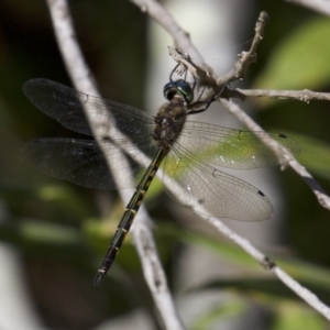 Hemicordulia australiae at undefined - 25 Apr 2018