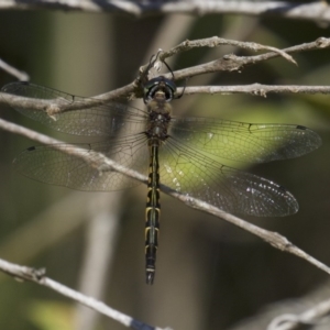 Hemicordulia australiae at undefined - 25 Apr 2018 12:09 PM