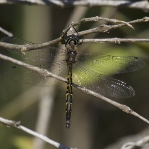 Hemicordulia australiae at undefined - 25 Apr 2018