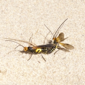 Braconidae (family) at Guerilla Bay, NSW - 24 Apr 2018 01:05 PM