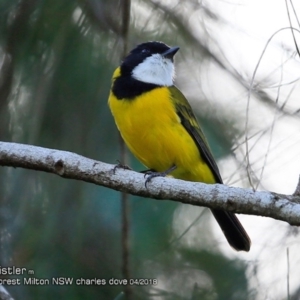 Pachycephala pectoralis at Milton Rainforest - 19 Apr 2018 12:00 AM