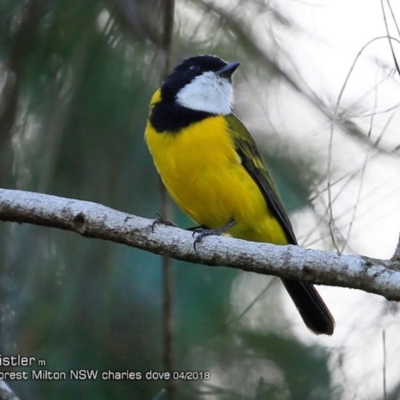 Pachycephala pectoralis (Golden Whistler) at - 18 Apr 2018 by Charles Dove