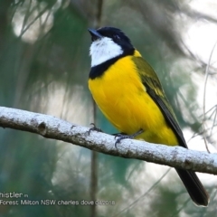 Pachycephala pectoralis at Milton Rainforest - 19 Apr 2018 12:00 AM