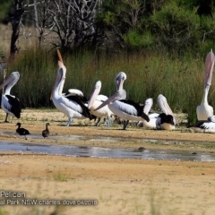 Pelecanus conspicillatus (Australian Pelican) at Meroo National Park - 6 Apr 2018 by CharlesDove