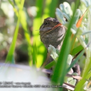 Amphibolurus muricatus at South Pacific Heathland Reserve - 3 Apr 2018